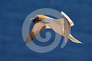 Flying Northern gannet with nesting material in the bill, with dark blue sea water in the background, Helgoland island, Germany