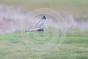 Flying Northern Harrier