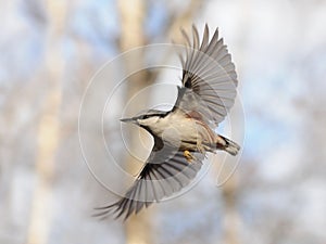 Flying Nuthatch with Open Wings