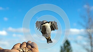 Flying Nuthatch (Sitta europea) with open wings, Tomsk photo