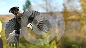 Flying Nuthatch (Sitta europea) with open wings, Tomsk photo