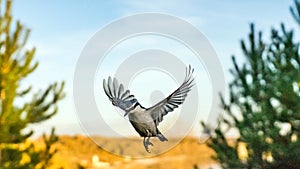 Flying Nuthatch (Sitta europea) with open wings, Tomsk photo