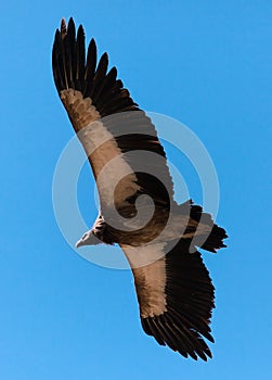 Flying Old World Vulture