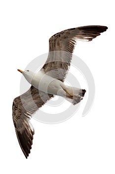 Flying one seagull on the white background