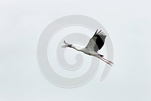 A flying Openbill stork