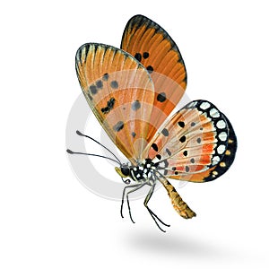 flying orange with black dots on its wings butterfly, Tawny Coster Acraea terpsicore fully wings stretched isolated on