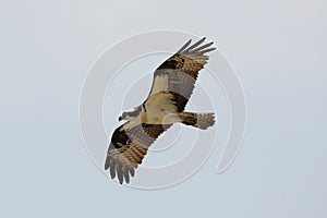 Flying Osprey looking for lunch
