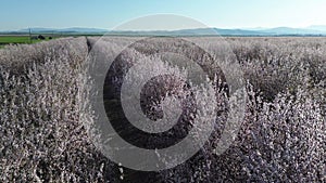 Flying over Almond orchard