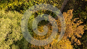 Flying over autumn tree tops in the forest, view from the top. Trees with yellow, orange, green foliage and path with fallen