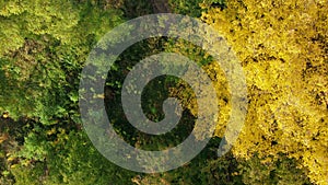 Flying over autumn tree tops in the forest, view from the top. Trees with yellow, orange, green foliage and path with fallen