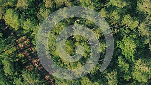 Flying over beautiful green forest on Sunny summer day