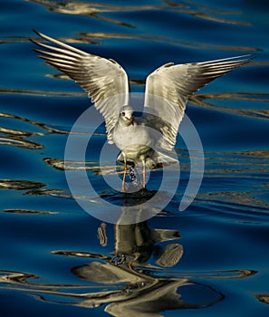 Flying over The blue Sea