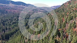 Flying over the canopy of pine trees, evergreen forest. Aerial drone view