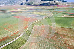 Flying over Castelluccio di Norcia, among ruins and bloom.