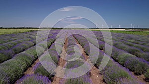 Flying over a field of lavender, revealing a beautiful scenery