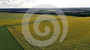 Flying over a field of sunflowers at sunset