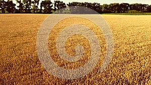 Flying over field of yellow ripe wheat during dawn sunset.