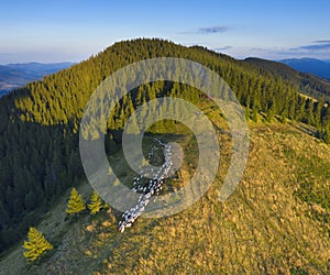 Flying over grazing sheep