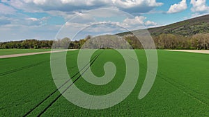 Flying over green agriculture fields in spring