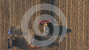 Flying over harvesters rides among field cutting barley or maize stalks. Top view of combines gathering corn or wheat