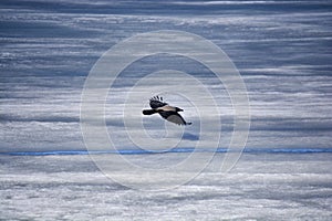 Flying over the ice of a crow