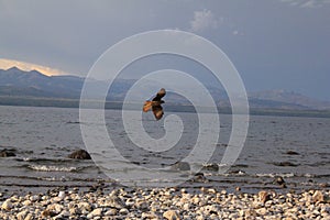 Flying over the lake photo