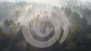 Flying over misty pine forest during sunrise. Sun