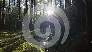 Flying over moss and grass in the deep forest in sunny beams Sunlight lens flare