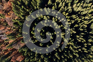 Flying over pine tree forest. Aerial view of canopy of evergreen wood