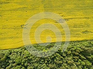 Flying over the rapeseed field with drone. Landsacape. Forest photo