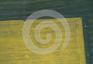 Flying over the rapeseed field with drone. Landsacape. Tractor fertilize wheat field