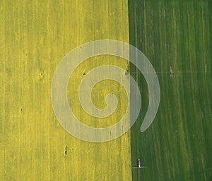 Flying over the rapeseed field with drone. Landsacape. Tractor fertilize wheat field