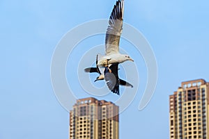 Flying over the roof of the two black-headed gulls.