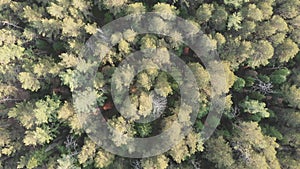 Flying over the Siberian taiga in the natural reserve Stolby.