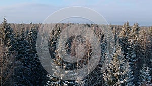 Flying over snowy winter forest