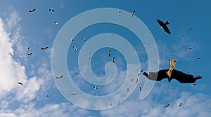 The eagles are chasing a flock of storks