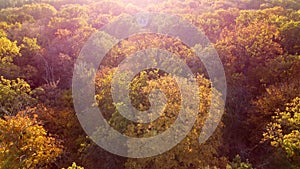 Flying over treetops with yellow leaves on sunny autumn day. Forest wood, glare