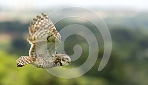 Flying owl