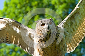 Flying owl