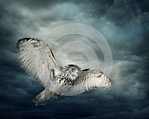 Flying owl bird