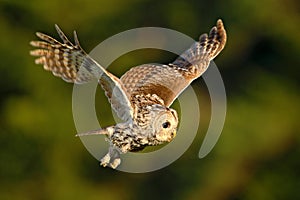 Flying owl. Owl in the forest. Owl in fly. Action scene with owl. Flying Eurasian Tawny Owl, Strix aluco, with nice green blurred