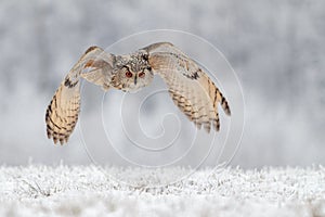 Flying owl in snow