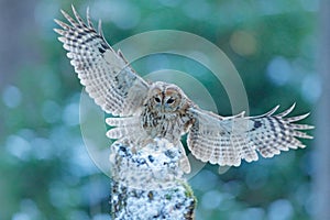 Flying owl in the snowy forest. Action scene with Eurasian Tawny Owl, Strix aluco, with nice snowy blurred forest in background