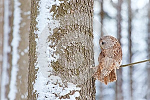 Flying owl in the snowy forest. Action scene with Eurasian Tawny Owl, Strix aluco, with nice snowy blurred forest in background