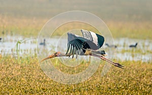 Flying Painted Stork