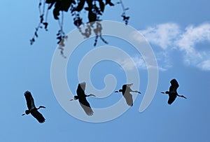 Flying painted stork