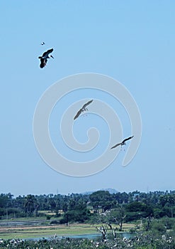 Flying painted stork