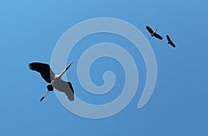 Flying painted stork