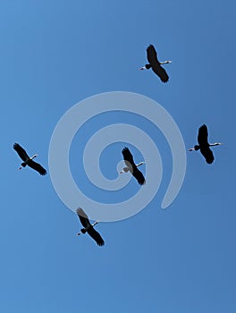 Flying painted stork