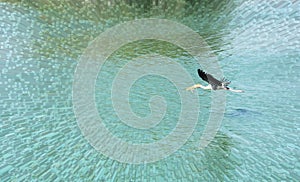 Flying painted stork